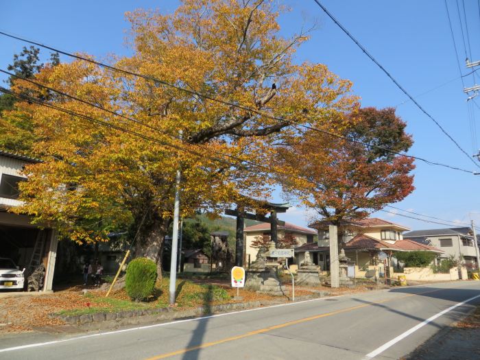 丹波篠山市波々伯部/波々伯部神社ケヤキ写真