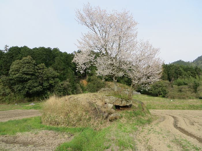 丹波篠山市宮ノ前/ふの木東古墳写真