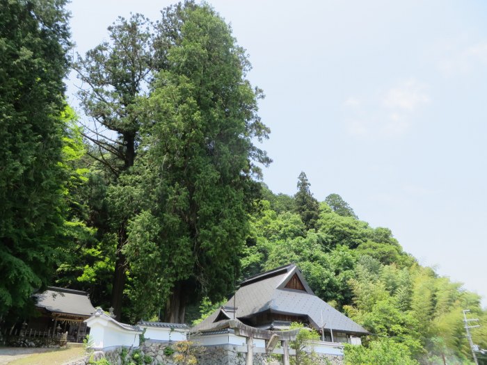 丹波篠山市二之坪/熊野新宮神社大杉写真