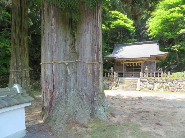 丹波篠山市二之坪/熊野新宮神社大杉写真