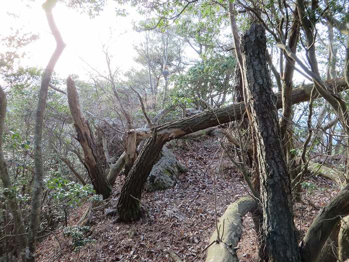 丹波篠山市辻/飛曽山写真