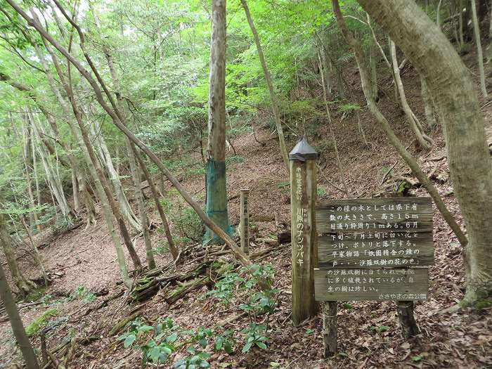 丹波篠山市川原/ささやまの森公園ナツツバキ写真