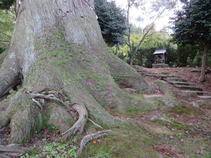 丹波篠山市安田/貴船大明神・安田の大杉写真