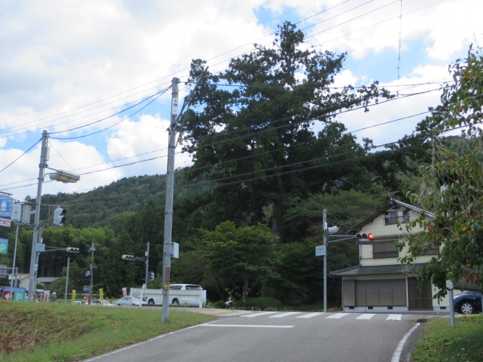 丹波篠山市安田/貴船大明神・安田の大杉写真