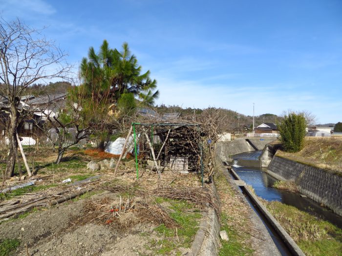 丹波篠山市川原/大王松写真