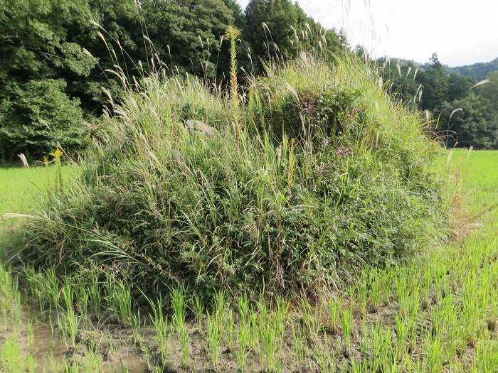 丹波篠山市味間北/三釈迦山古墳写真