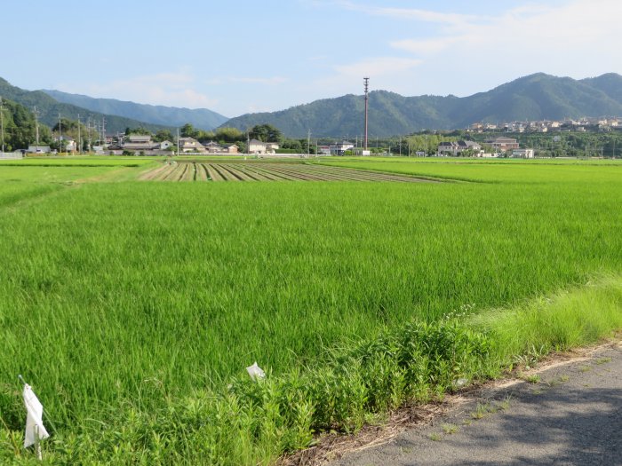 丹波篠山市川北新田/景色写真