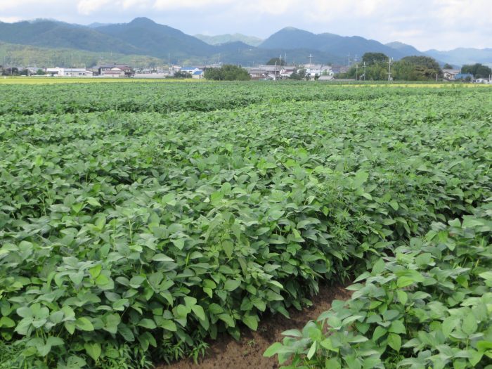 丹波篠山市川北新田/川北黒大豆の畑写真