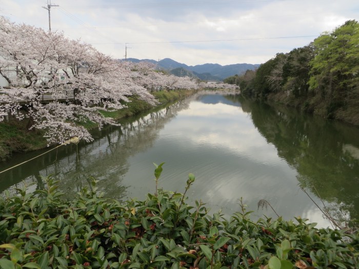 丹波篠山市北新町/篠山城東外濠写真