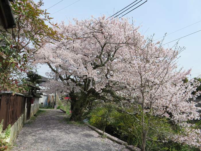 丹波篠山市呉服町/桜写真