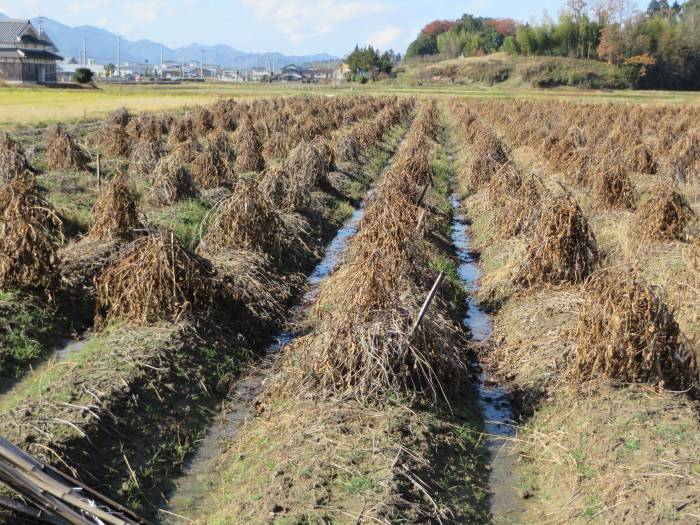 丹波篠山市東沢田/黒豆畑写真