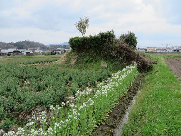 丹波篠山市郡家/茶の木塚古墳写真