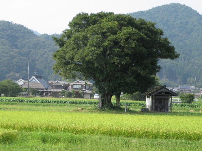 丹波篠山市黒岡/村上周防守忠勝の墓所写真