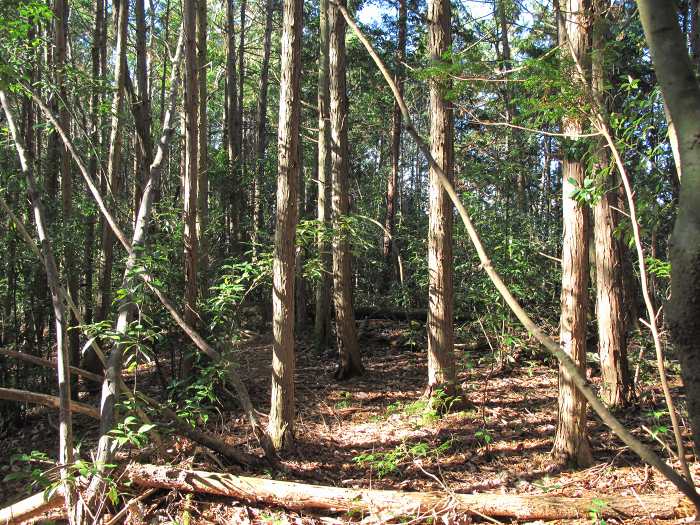 丹波篠山市新荘/前山・馬地山写真