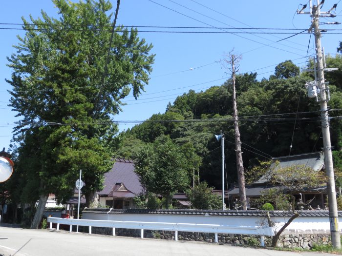 丹波篠山市畑宮/佐々婆神社垂乳根のギンナン写真