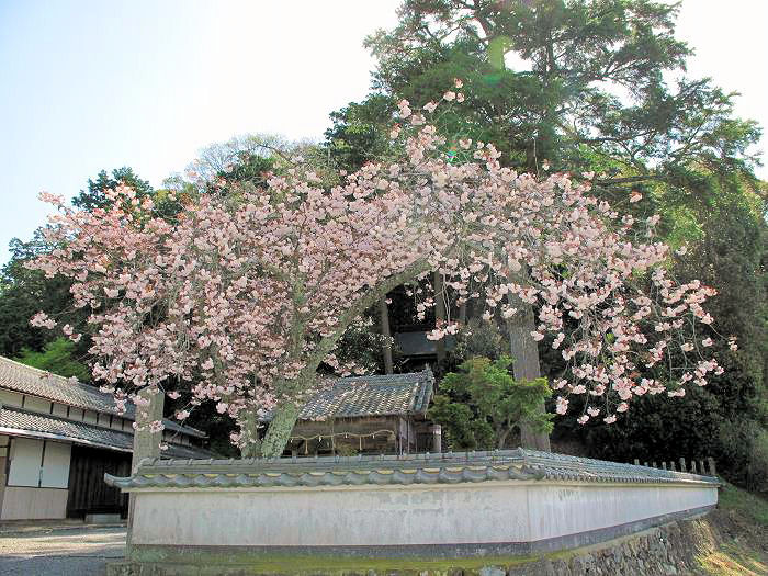 丹波篠山市泉/八幡神社写真