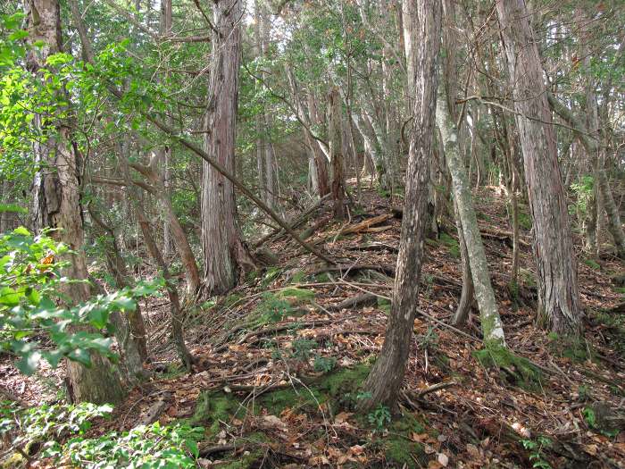 丹波篠山市向井/西尾山