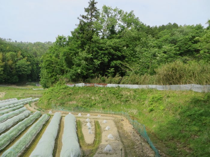 丹波篠山市井串/鈴岡山古墳写真