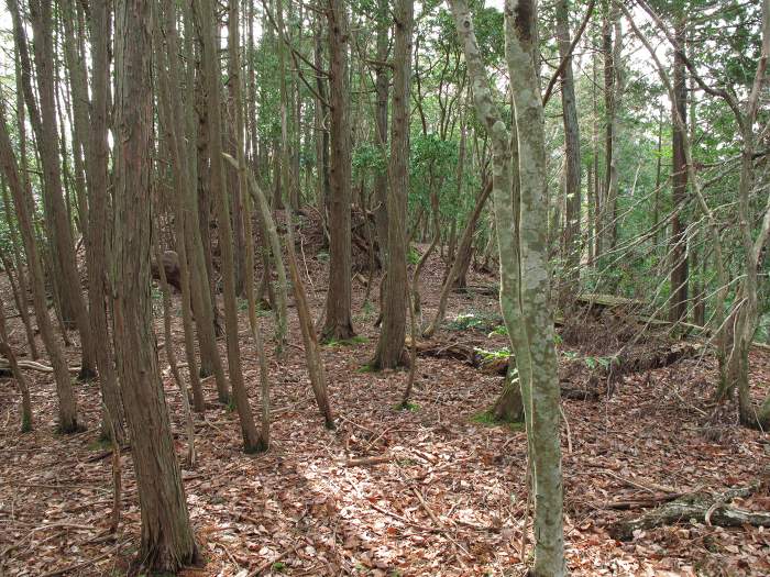 丹波篠山市栃梨/栃梨城跡