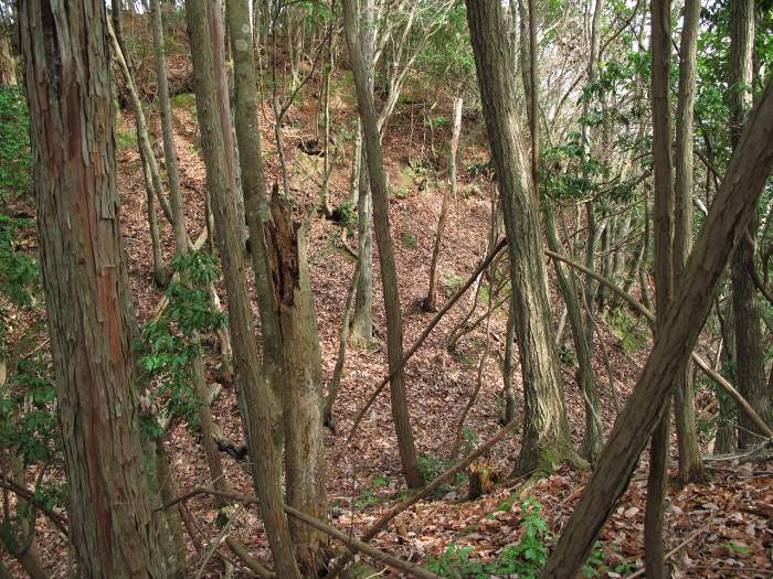 丹波篠山市栃梨/栃梨城跡