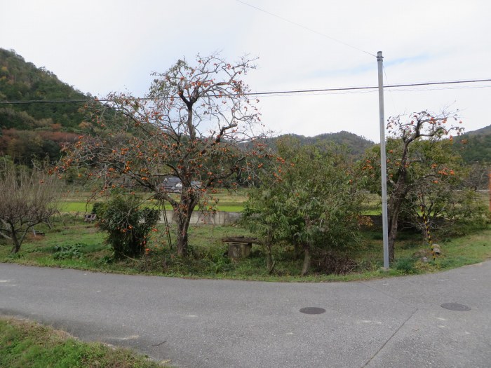 丹波篠山市瀬利/柿の木写真