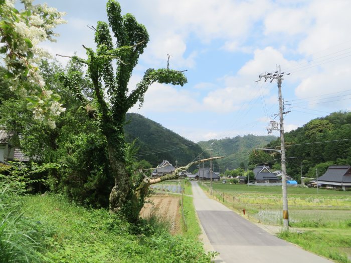 丹波篠山市丸山/コンコンの木写真