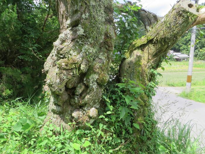 丹波篠山市丸山/コンコンの木写真