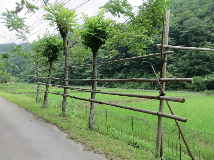 丹波篠山市丸山/景色写真