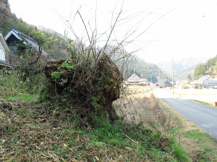 丹波篠山市丸山/コンコンの木写真