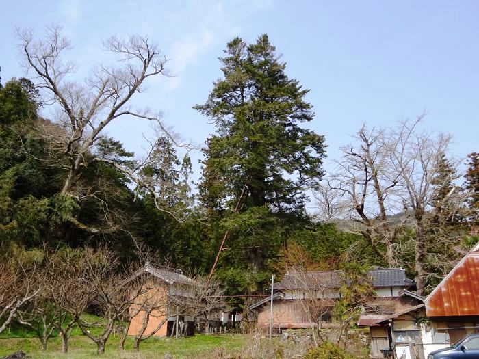 丹波篠山市大山宮/追手神社写真