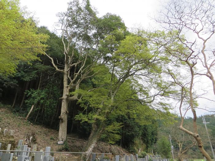 丹波篠山市高倉/宝橋山高蔵寺写真