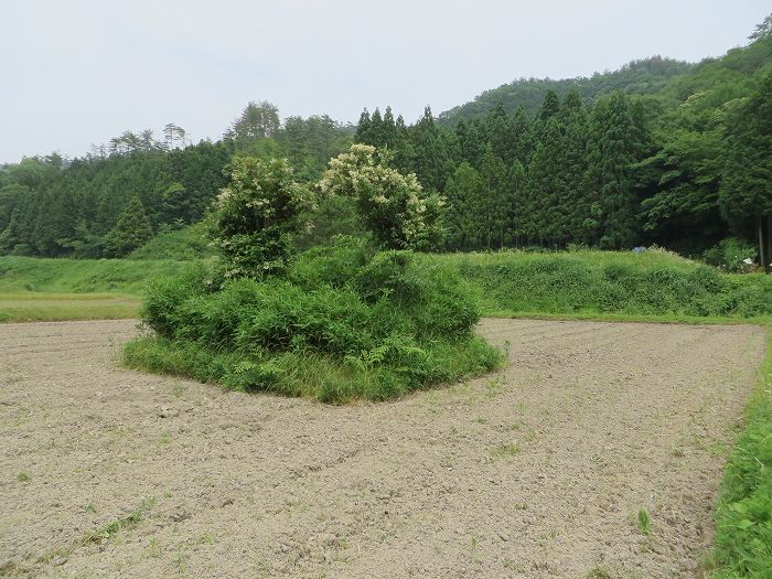 丹波篠山市長安寺/塚写真