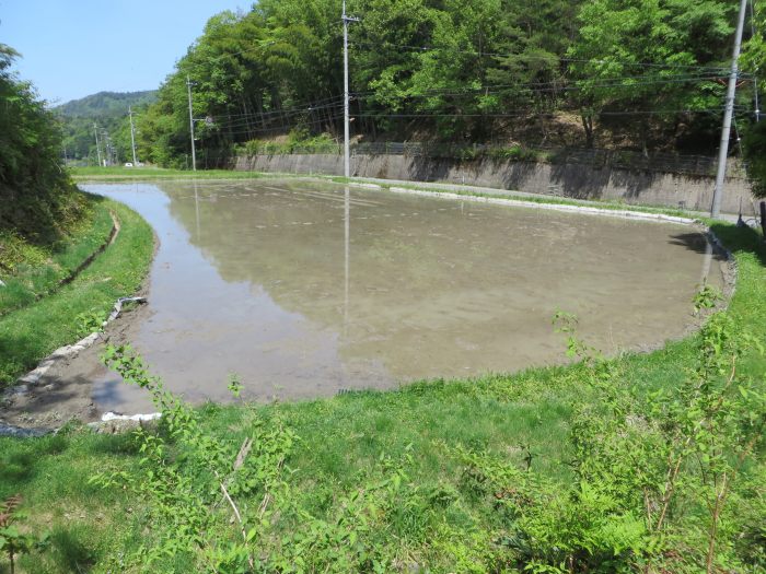 丹波篠山市栗柄/鼓峠の水田写真