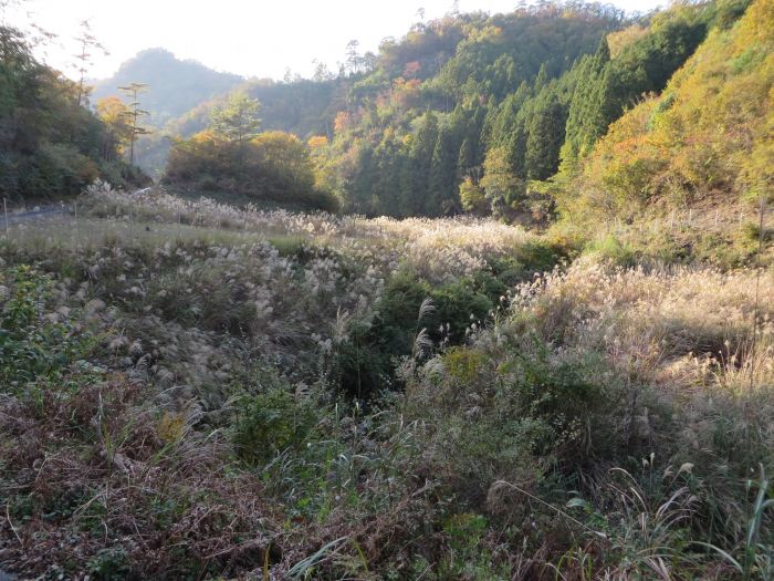 丹波篠山市桑原/すすき野原写真