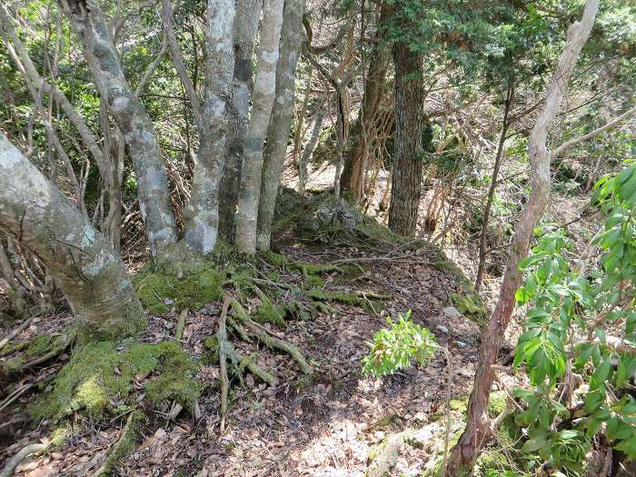 丹波篠山市遠方/奥山写真