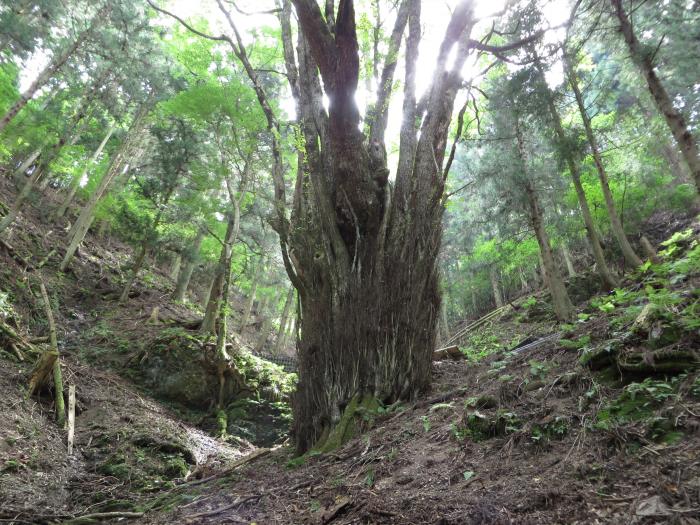 丹波篠山市藤坂/大桂写真