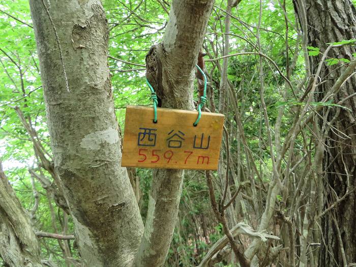 丹波篠山市藤坂/西山写真