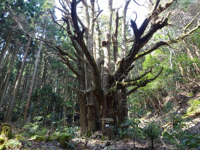 丹波市氷上町常楽/弘浪山高山寺