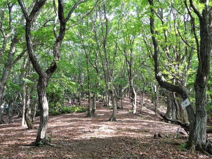 宍粟市波賀町上野/一山