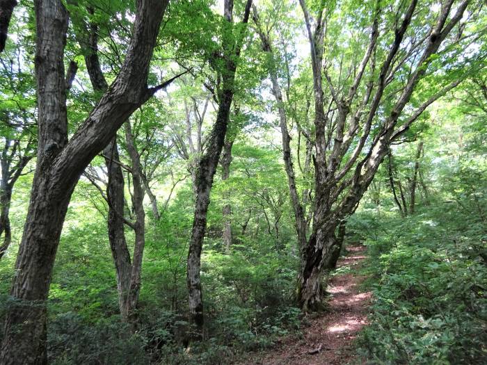 舞鶴市字多祢寺/多祢山