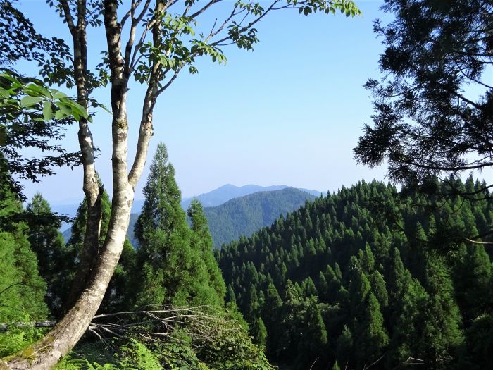 養父市八鹿町日畑/妙見山