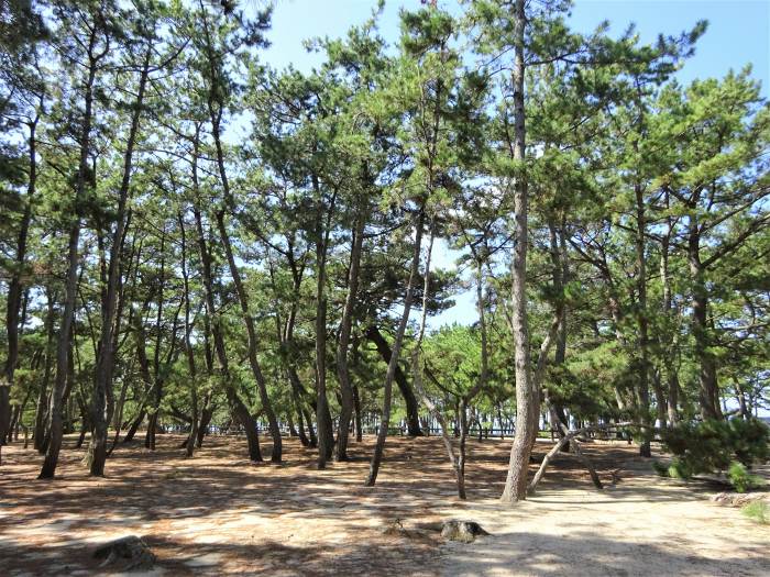 南あわじ市松帆慶野/慶野事代主神社