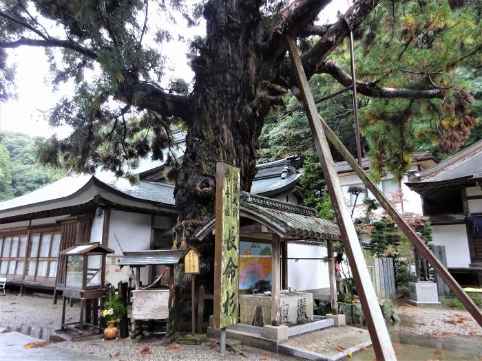 鳴門市大麻町桧ダンノ上/日照山極楽寺