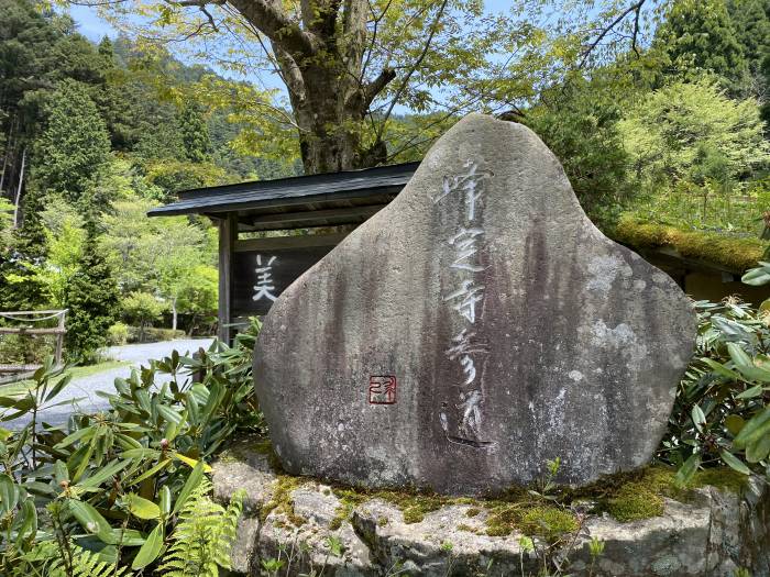 京都市左京区花脊原地町/花脊の三本杉