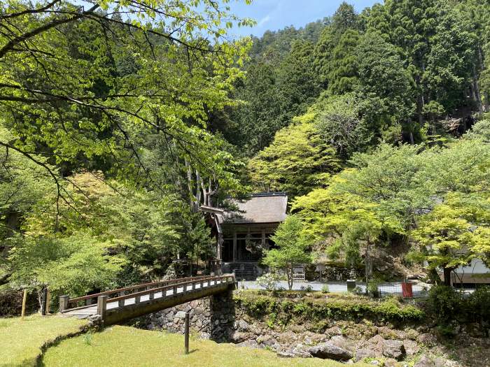 京都市左京区花脊原地町/花脊の三本杉