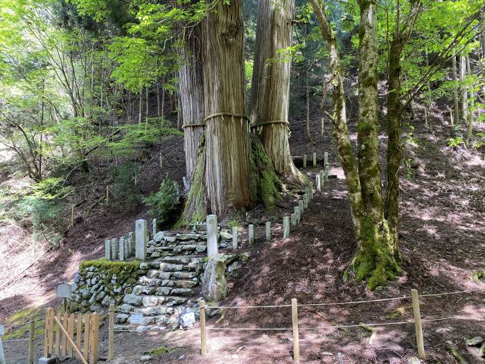 京都市左京区花脊原地町/花脊の三本杉