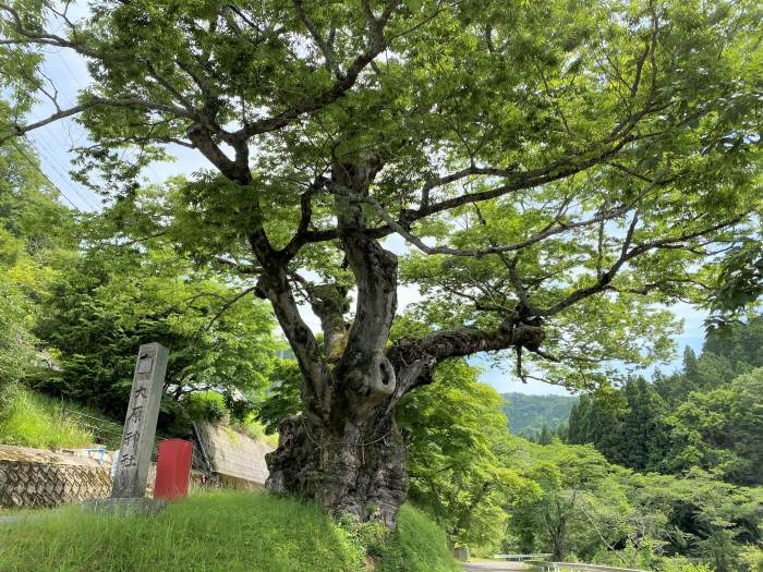 南丹市美山町樫原/大原神社のケヤキ