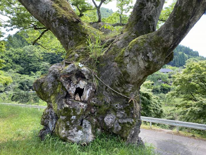 南丹市美山町樫原/大原神社のケヤキ