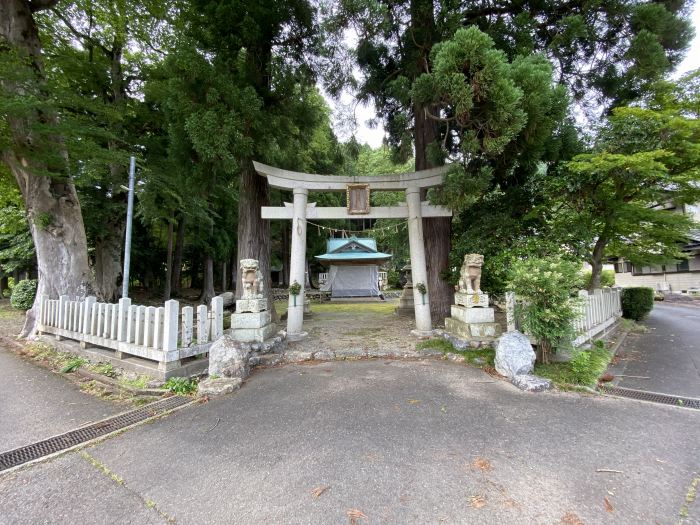 大飯郡おおい町名田庄下/苅田比売神社のムク