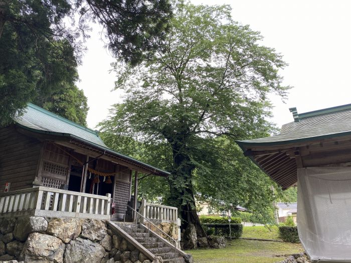 大飯郡おおい町名田庄下/苅田比売神社のムク